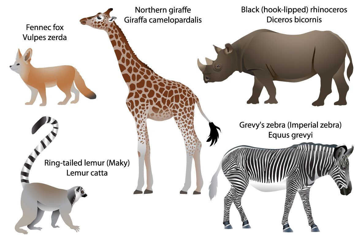 Animals of Africa: giraffe, rhino, zebra, lemur, fennec example image 1