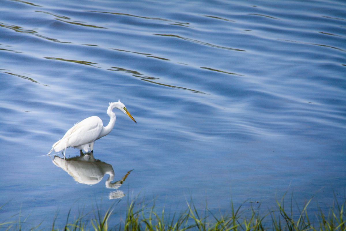 White heron photo 7 example image 1