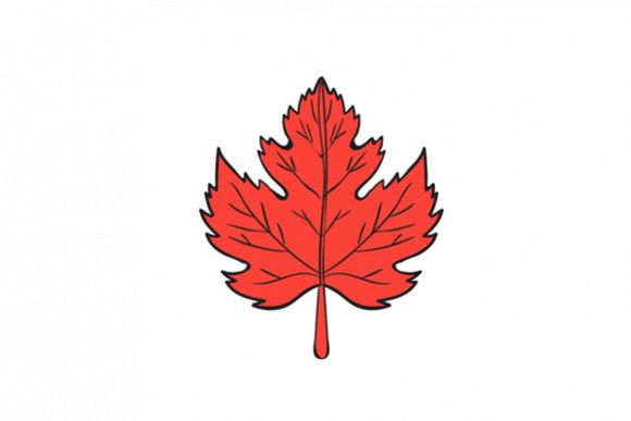 Maple Leaf Drawing example image 1