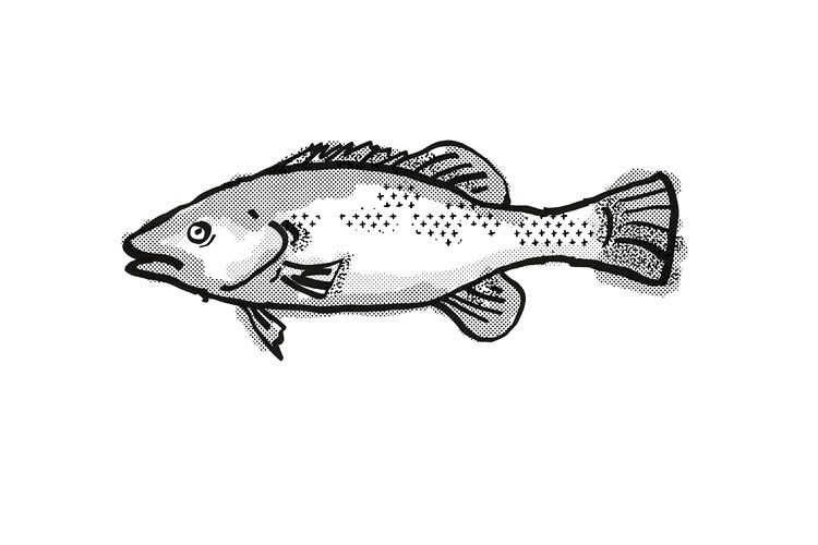 Trout Cod Australian Fish Cartoon Retro Drawing example image 1