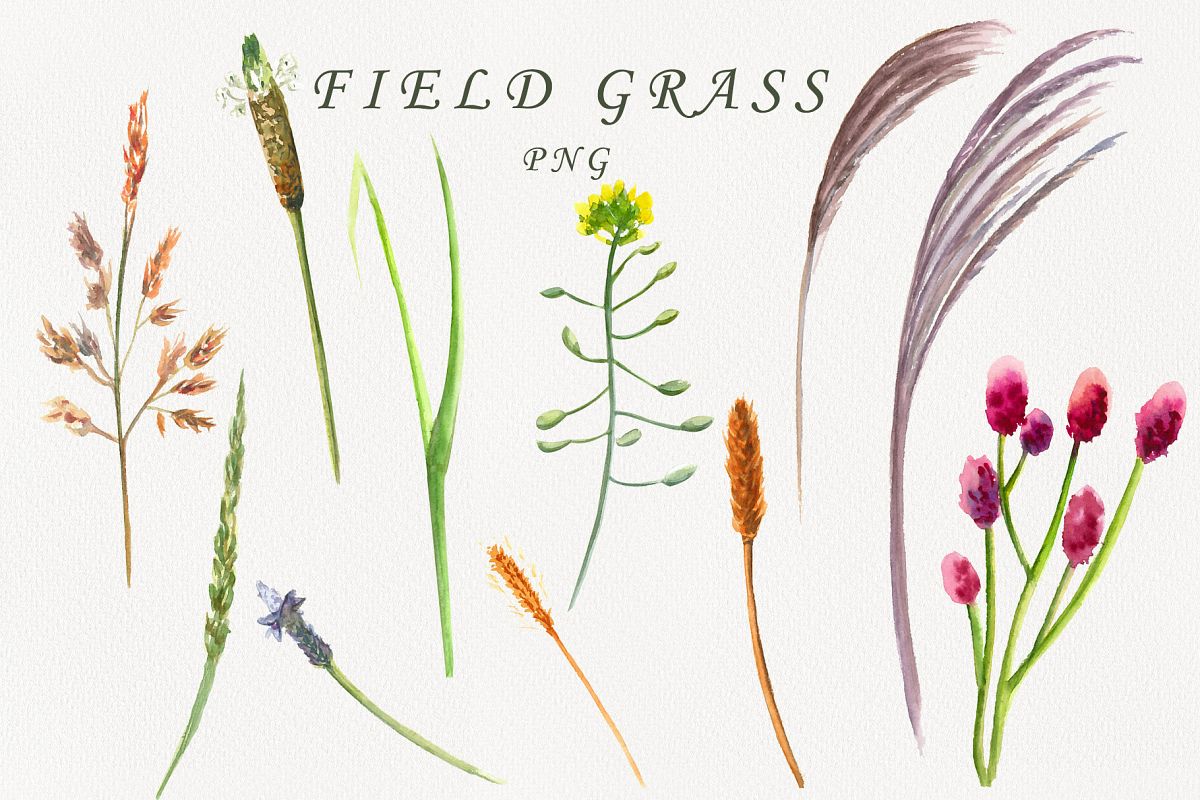 Field grass example image 1