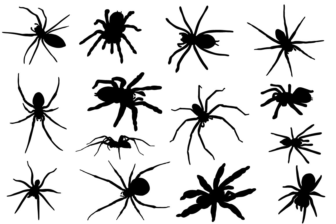 Spiders example image 1