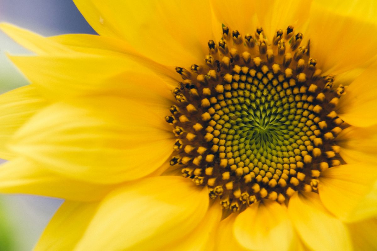 Sunflower photo 2 example image 1
