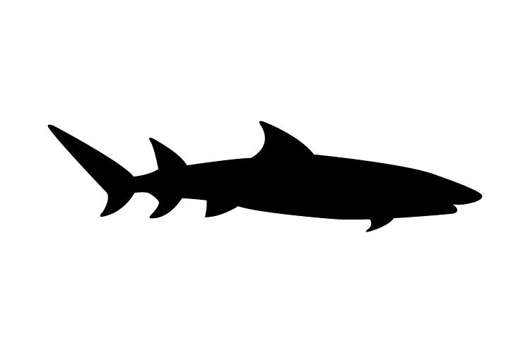 Shark icon example image 1