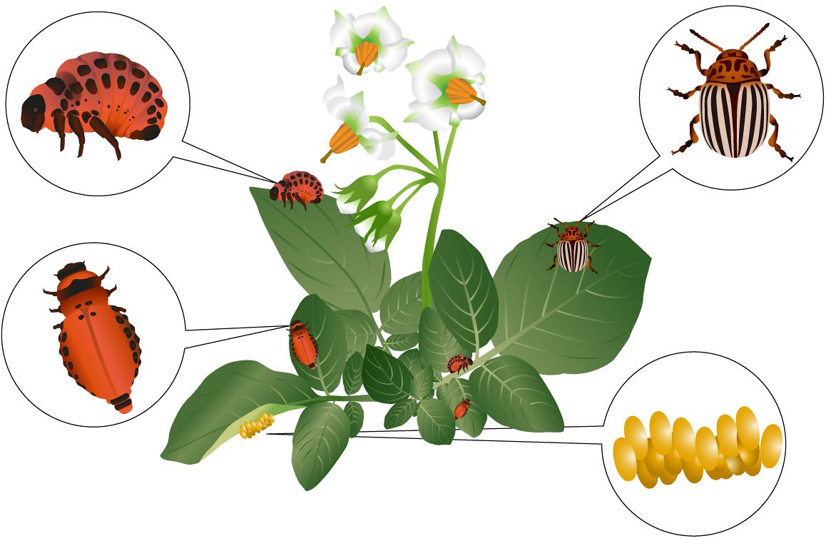 Colorado beetle example image 1