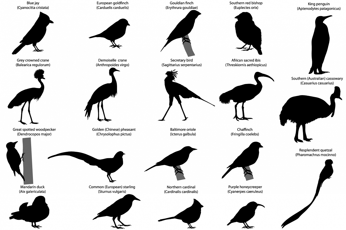 Birds silhouettes example image 1