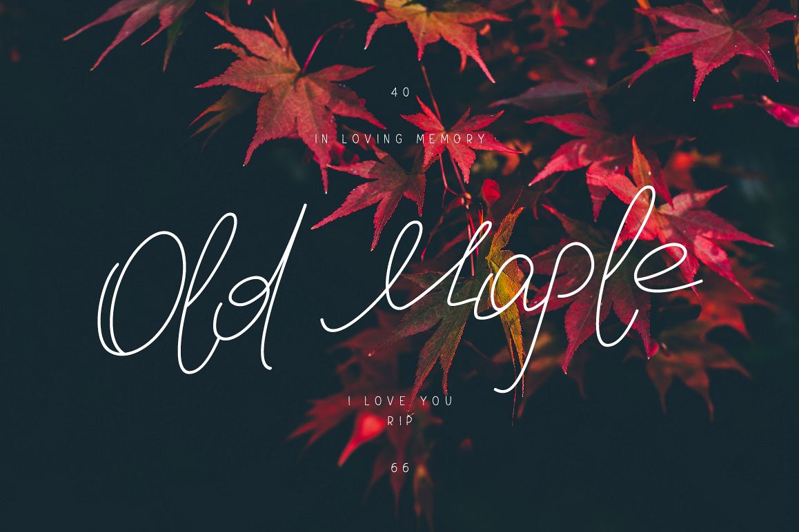 Old Maple example image 1