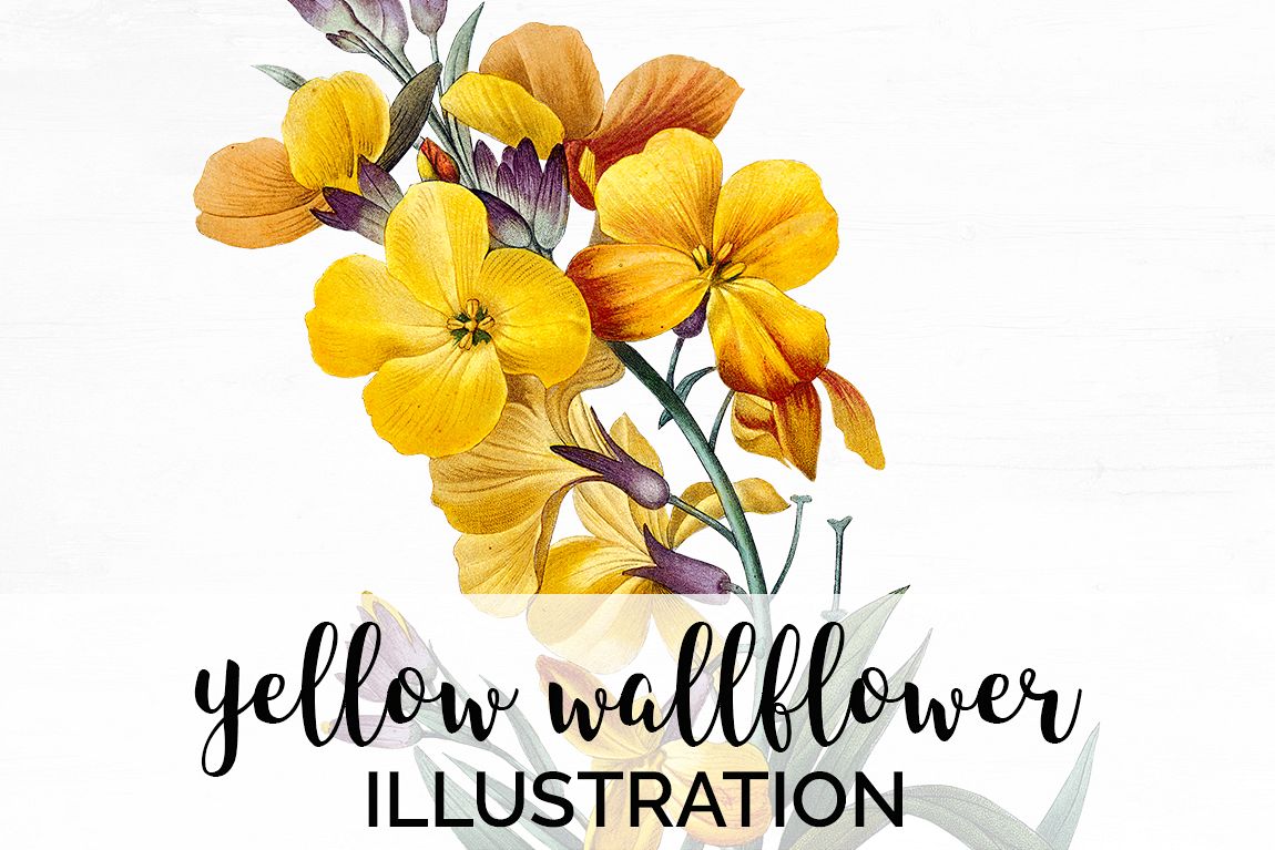 Essay On The Yellow Wallflower