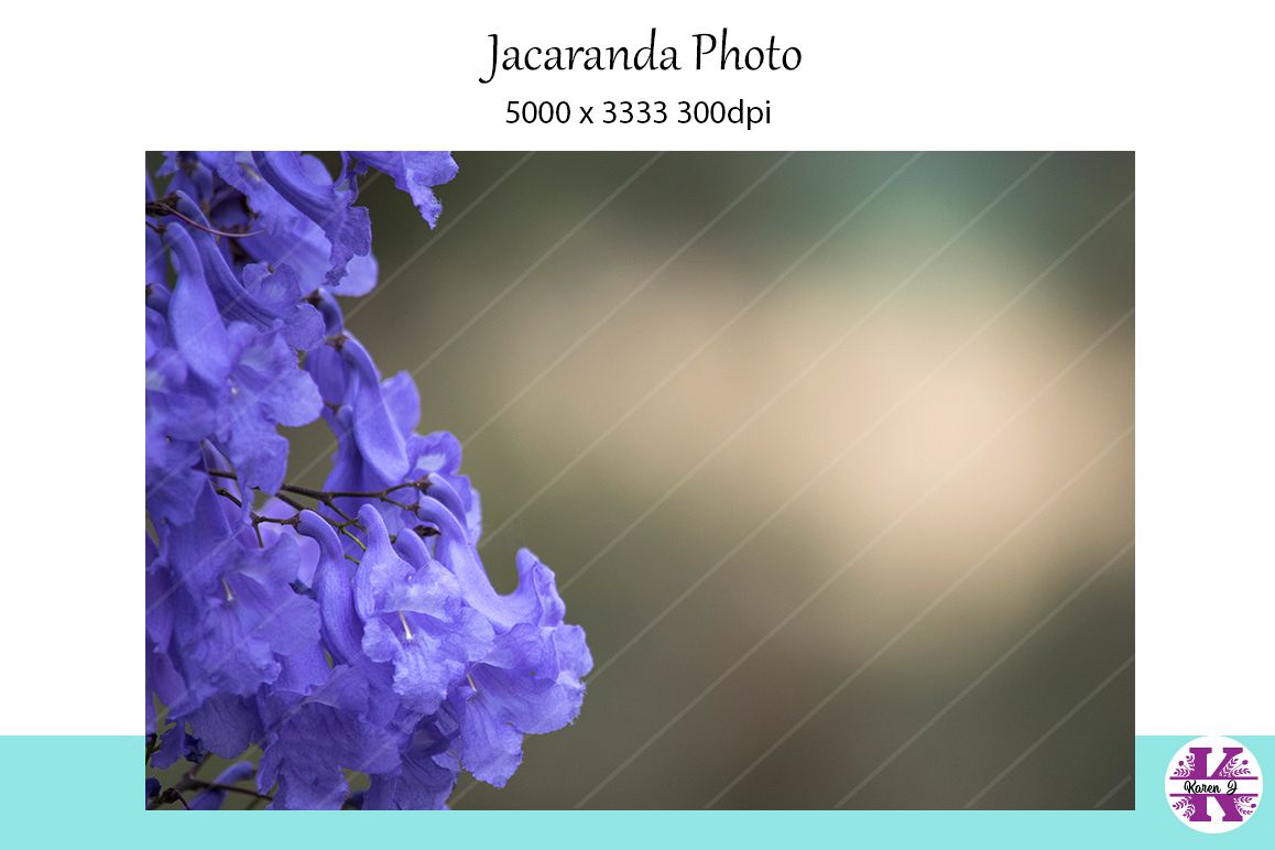 Jacaranda Photo example image 1