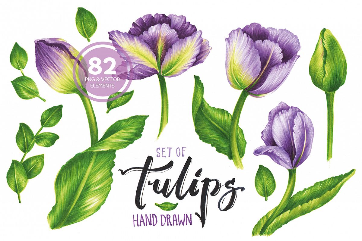 Vector Set Of Violet Tulips example image 1