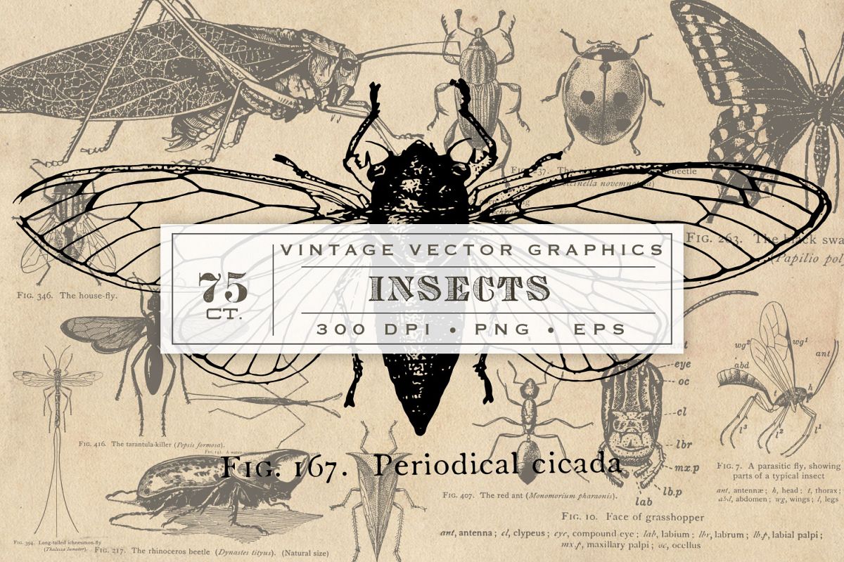 Antique Insect Vector Graphics example image 1