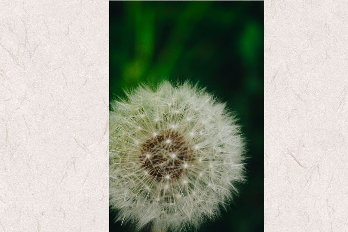 Dandelion photo 6 example image 1