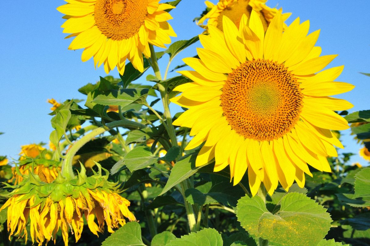 Sunflowers example image 1