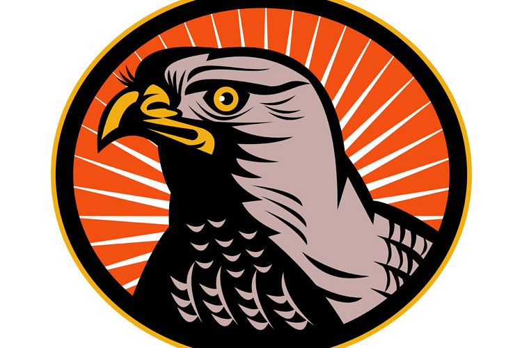 Goshawk head side view example image 1