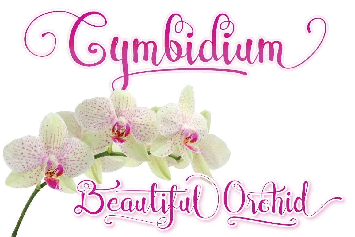 Cymbidium Script example image 1