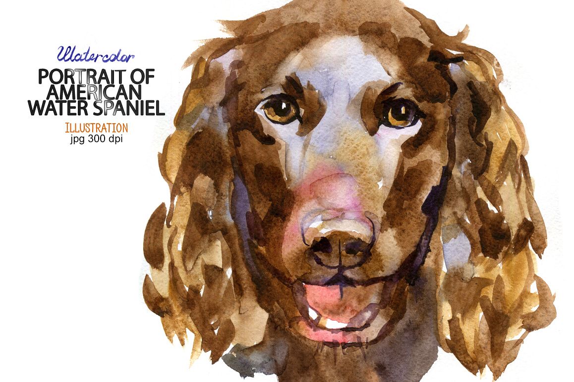 Watercolor American Water Spaniel example image 1