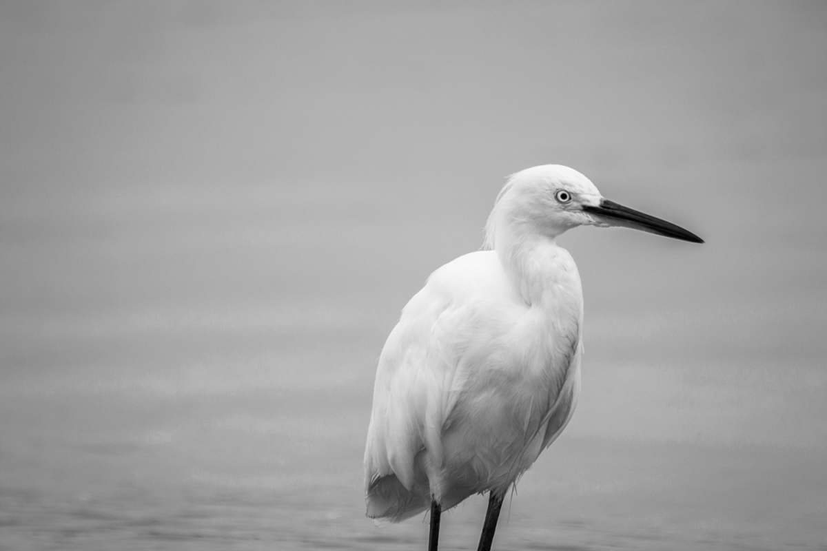 White heron photo 6 example image 1