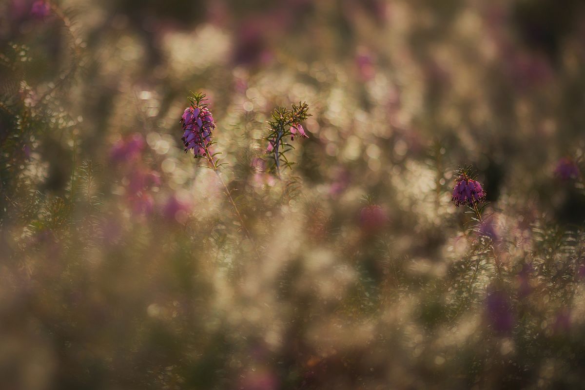 Erica plants in the early sunlight example image 1