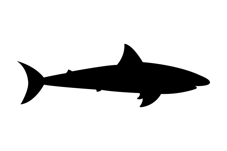 Shark icon example image 1