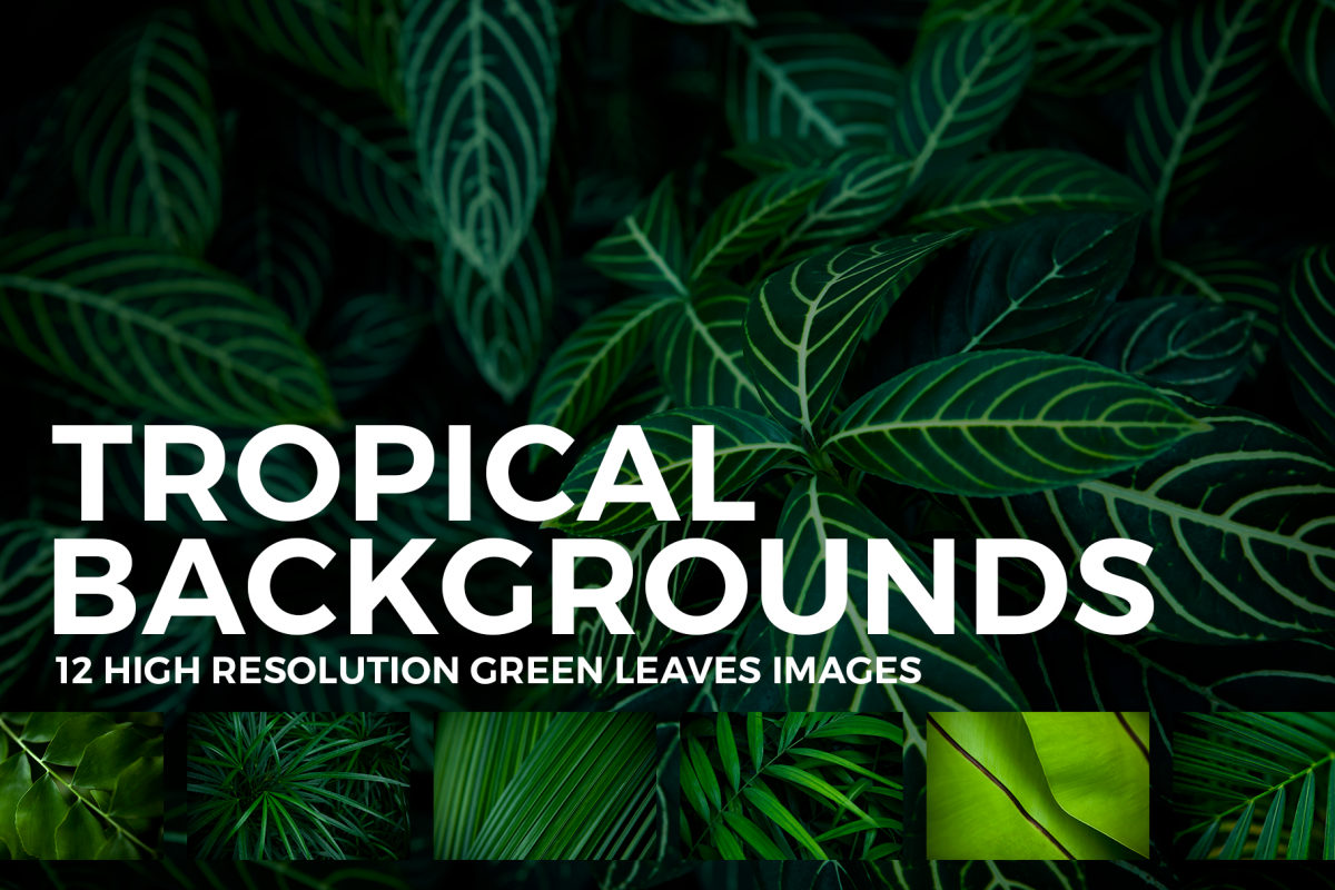 12 Tropical Green Leaves Backgrounds example image 1