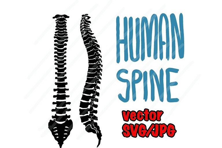 Human Spine - SVG/JPG/PNG Hand Drawing example image 1