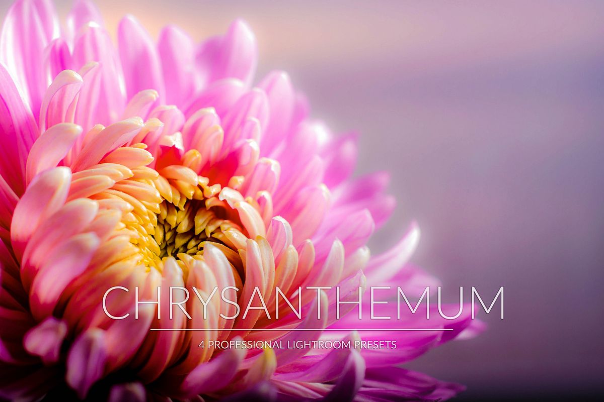 Chrysanthemum Lr Presets example image 1