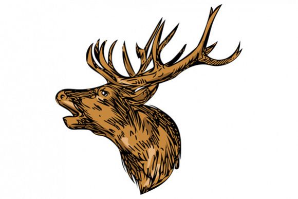 Red Deer Stag Head Roaring Drawing example image 1