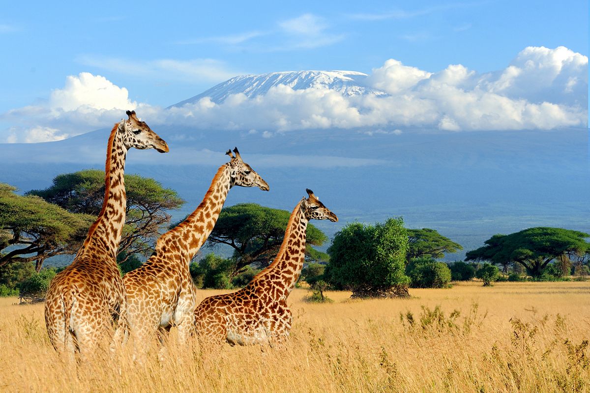 Giraffe example image 1