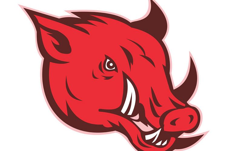 angry razorback wild pig hog boar head example image 1