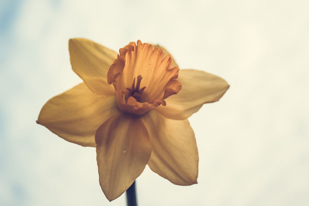 Daffodil photo 4 example image 1
