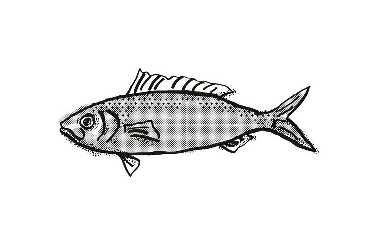 Australian Herring Fish Cartoon Retro Drawing example image 1
