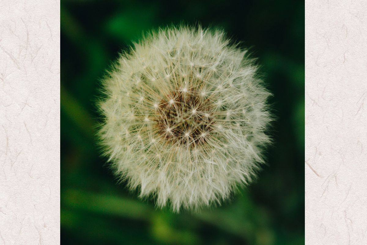 Dandelion photo 4 example image 1