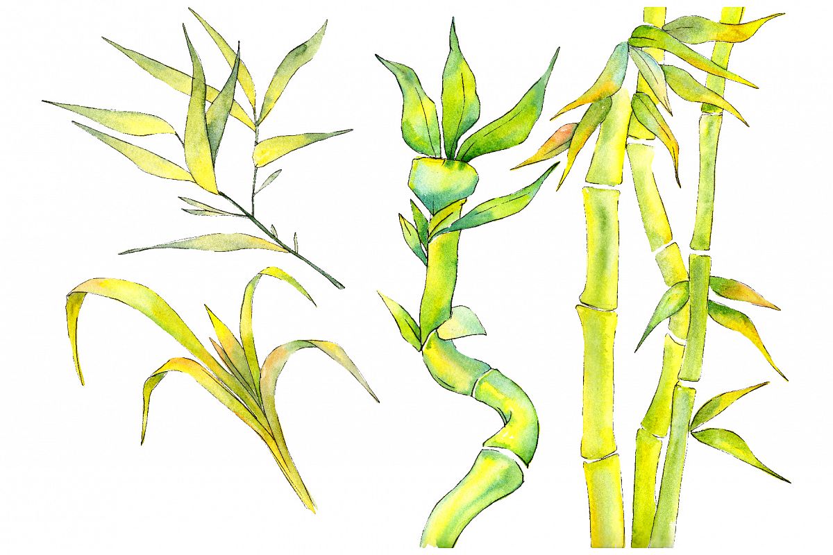 Bamboo watercolor product png example image 1