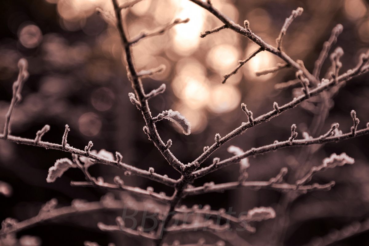 Nature photo, flora photo, twig photo, winter photo example image 1