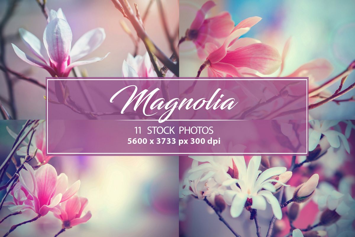 Set photos of spring flowering Magnolia. example image 1