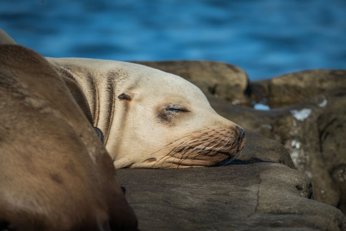 Seal photo 9 example image 1