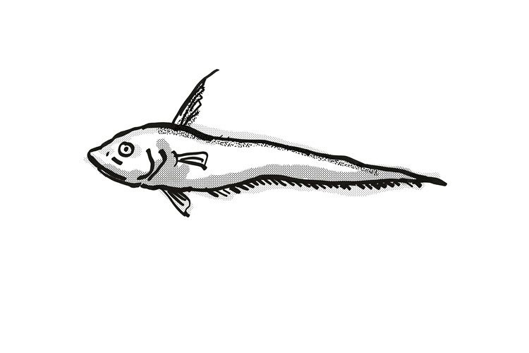 Smallpore Whiptail Australian Fish Cartoon Retro Drawing example image 1