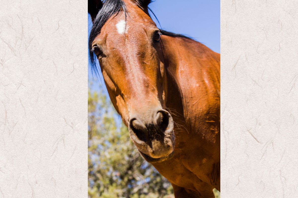 Horse photo 3 example image 1