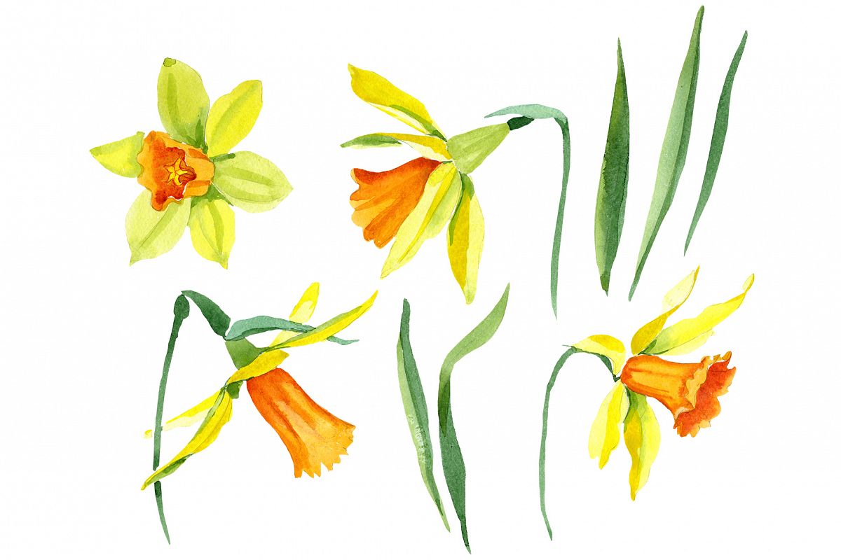 Narcissus lemon flower PNG watercolor set example image 1