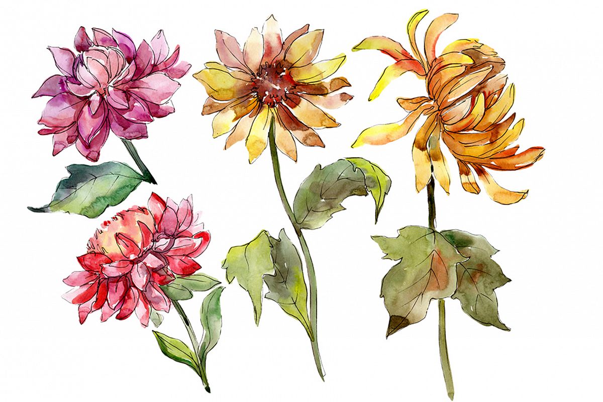 Bouquet of asters and daisies watercolor png example image 1