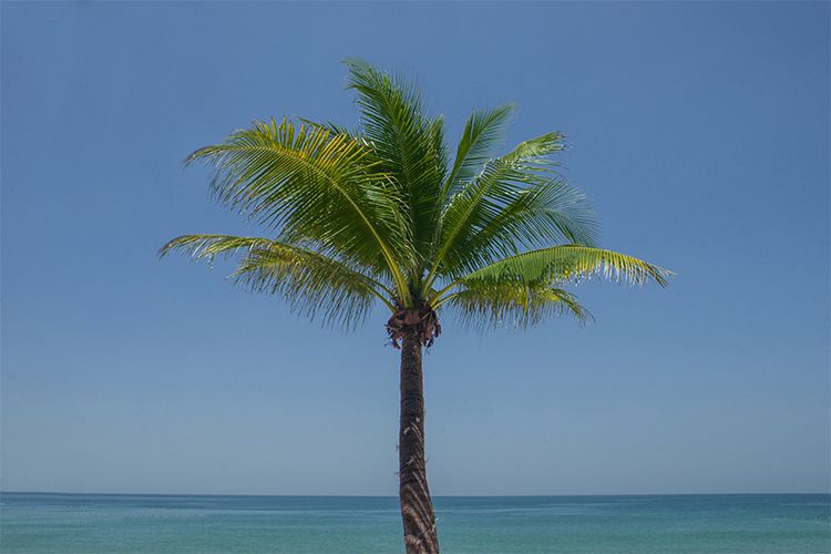 Palm tree example image 1