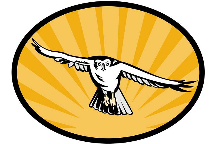 goshawk bird swooping down example image 1