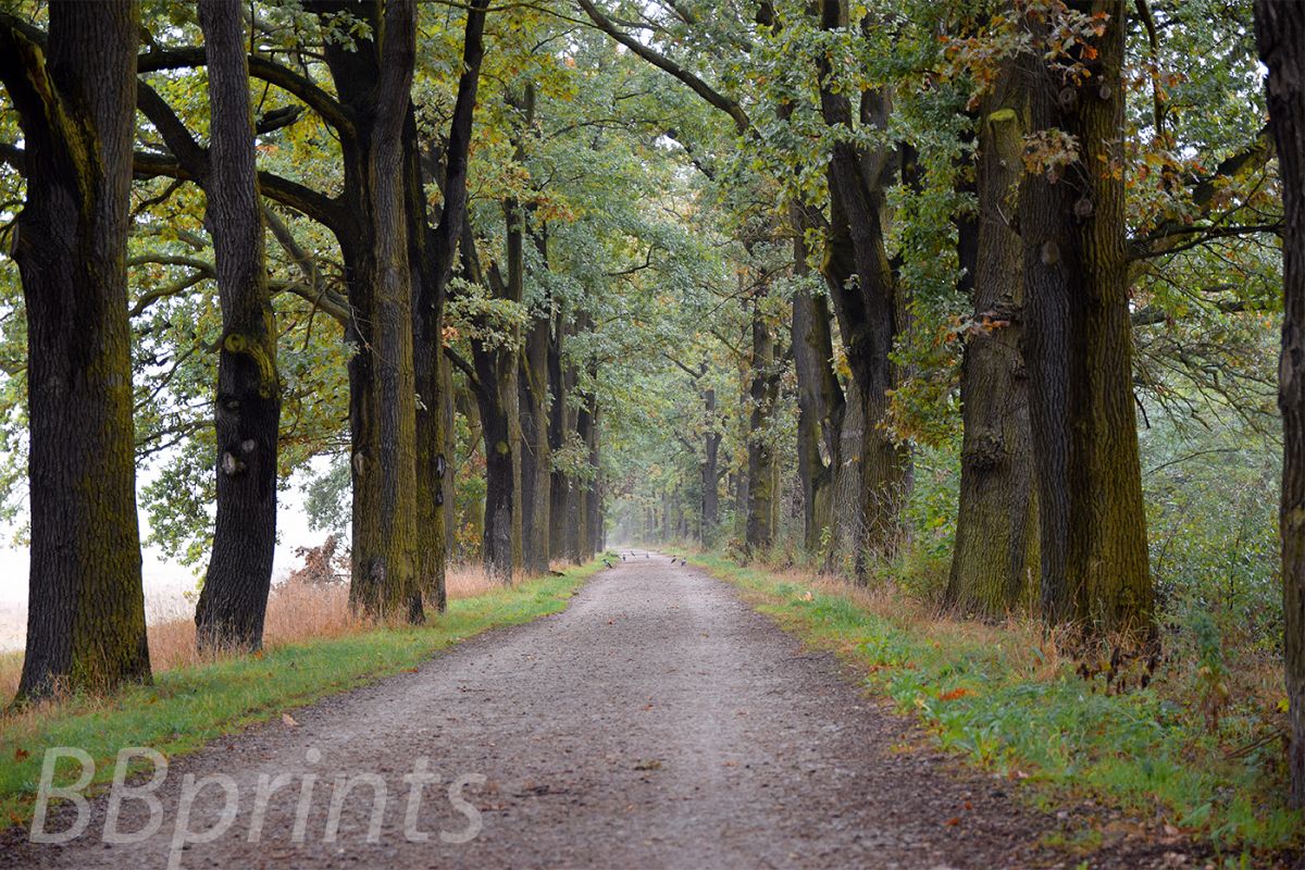 Nature photo, landscape photo, autumn alley photo, example image 1