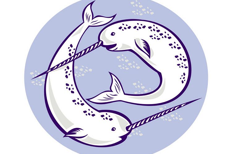 Narwhal Monodon monoceros unicorn whale example image 1