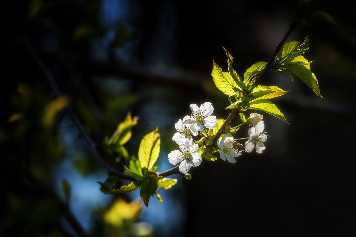 Beautiful plum blossom example image 1