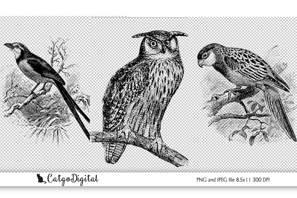 Birds Black and White illustration Vintage PNG example image 1