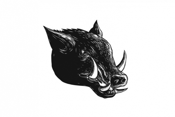 Razorback Wild Boar Scratchboard example image 1