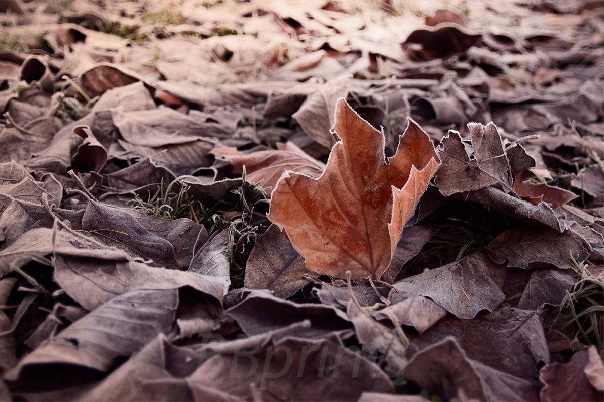 Nature photo, flora photo, leaf photo, winter photo example image 1