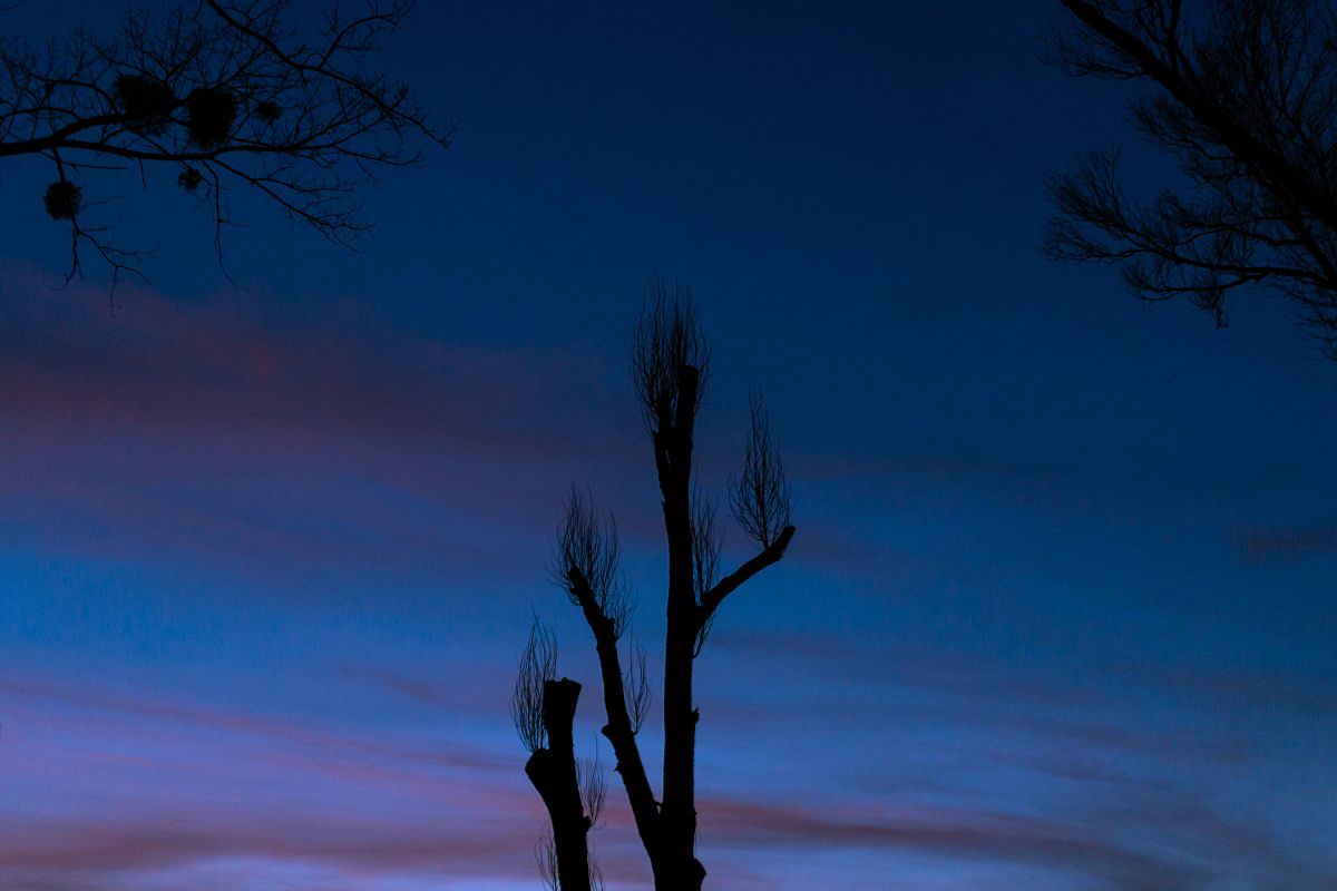 Trees close up at sunset during autumn example image 1