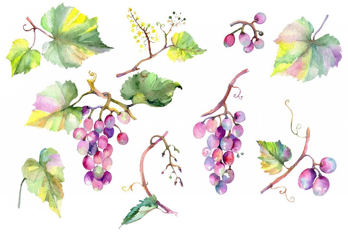 Blue grapes Watercolor png example image 1